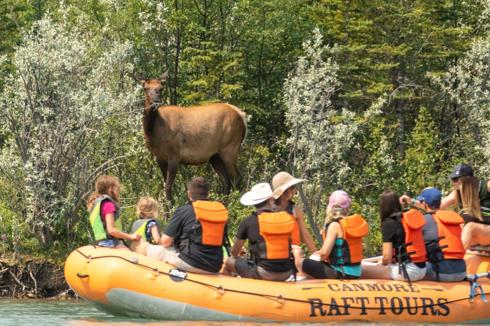 A Canmore Raft tour passes by an elk along the Bow River, in Canmore on Thursday (July 15). EVAN BUHLER RMO PHOTO