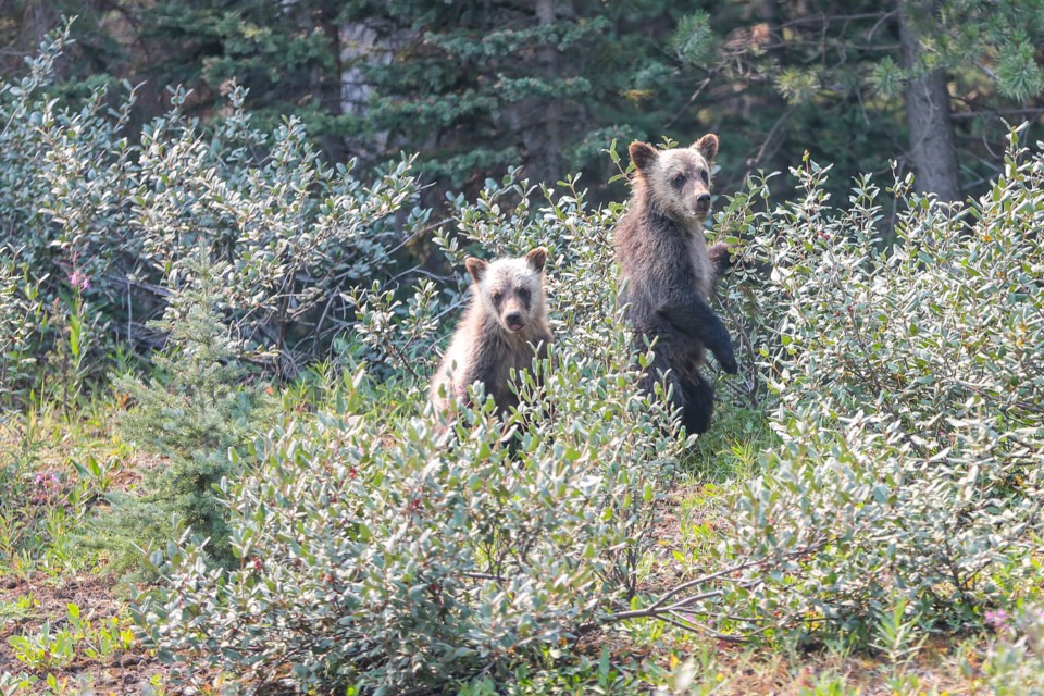 Grizzly bear cubs in July 2021.
RMO FILE PHOTO