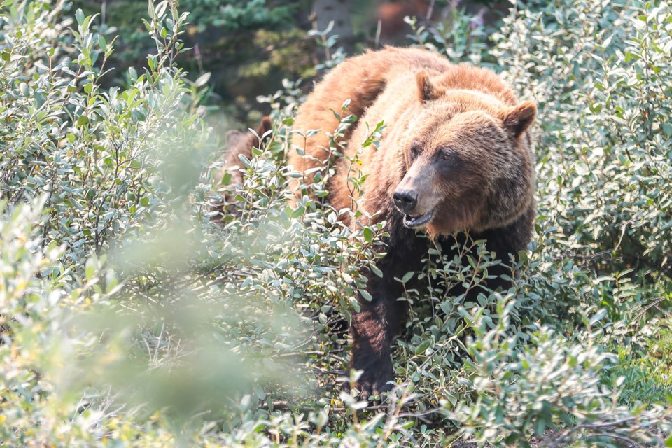 A mother grizzly bear feasts on buffalo-berries, while her three cubs play in the bushes in summer 2021.
RMO file photo