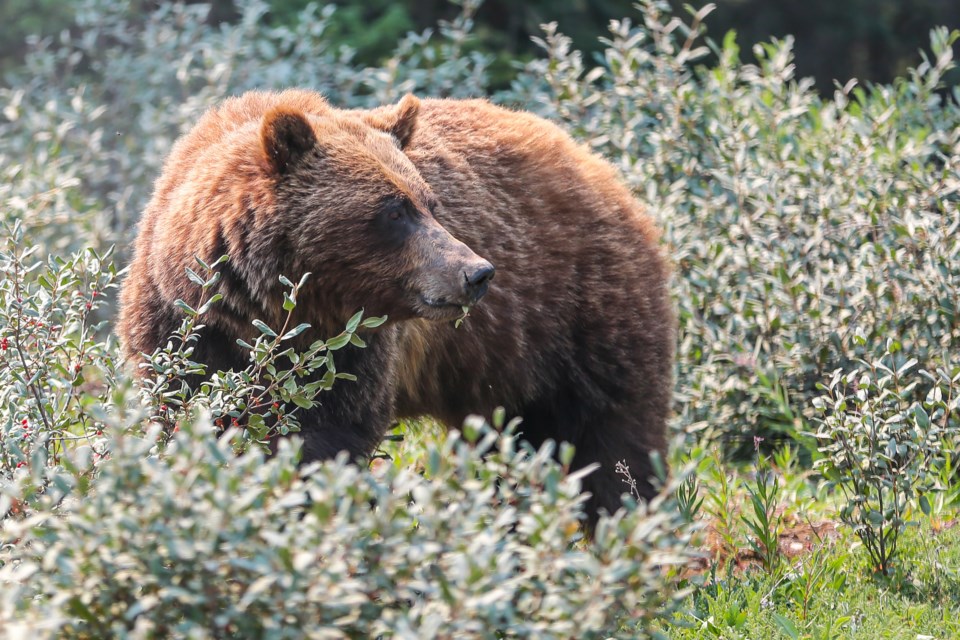 A grizzly bear feasts on buffaloberries along the Smith Dorrien Trail in Spray Valley Provincial Park in 2021. 

RMO FILE PHOTO