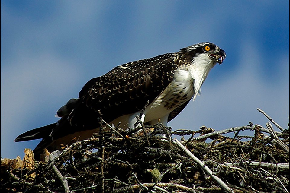 A juvenile osprey. Michael W. Potter/RMO FILE PHOTO 