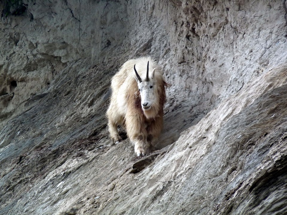 Mountain Goats KNP-Wardle-SMorgan-cPCA-2012-06-18 (3)