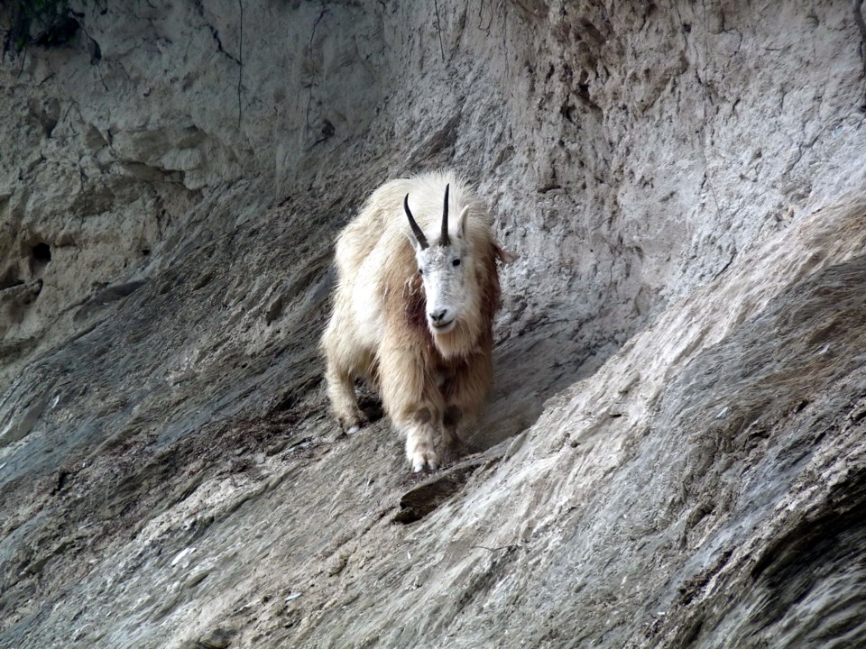 Mountain Goats KNP-Wardle-SMorgan-cPCA-2012-06-18 (3)