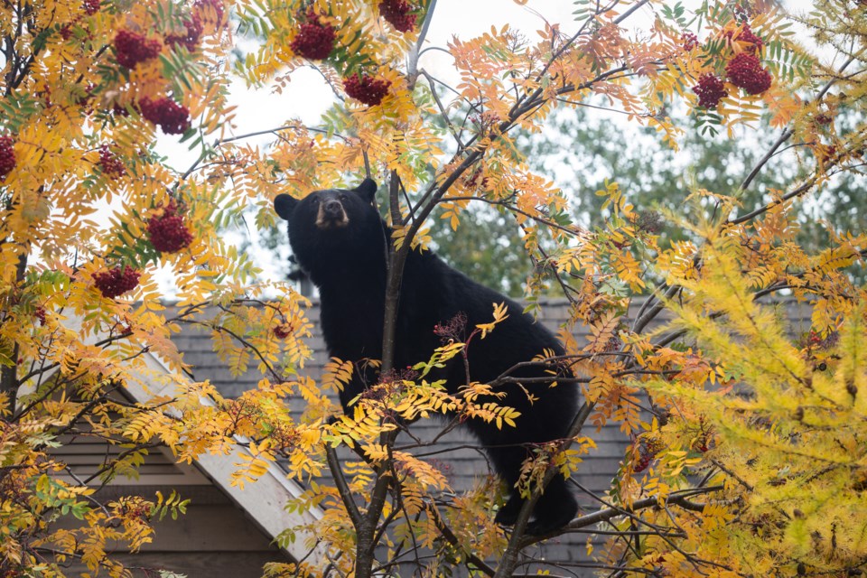 1007 Bear in a tree