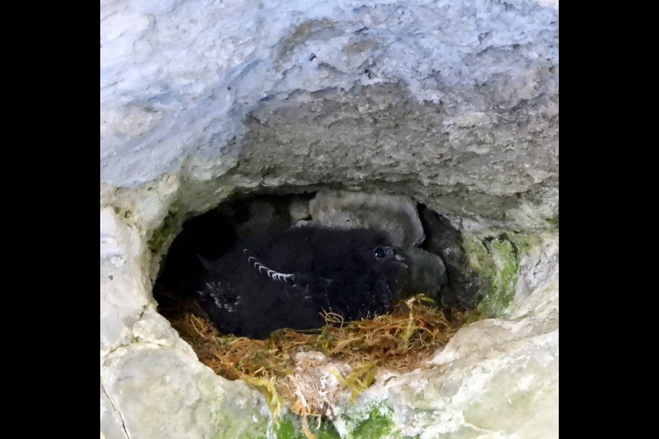 A photo of a black swift nest in August 2021 shows the efforts to recover and save an endangered bird species in the tourist hotspot of Johnston Canyon may be paying off.

PARKS CANADA PHOTO
