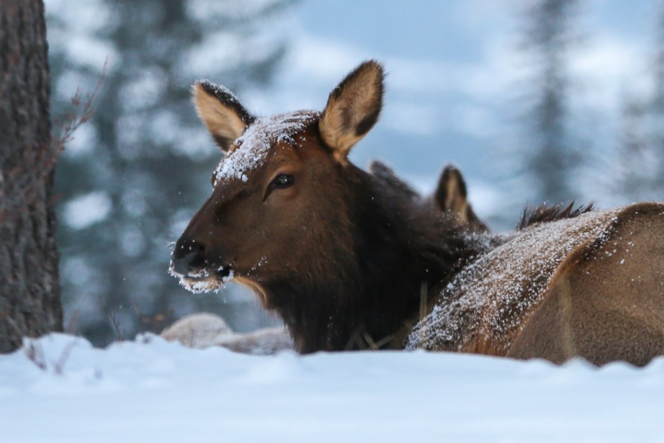 20211214 Elk 0002