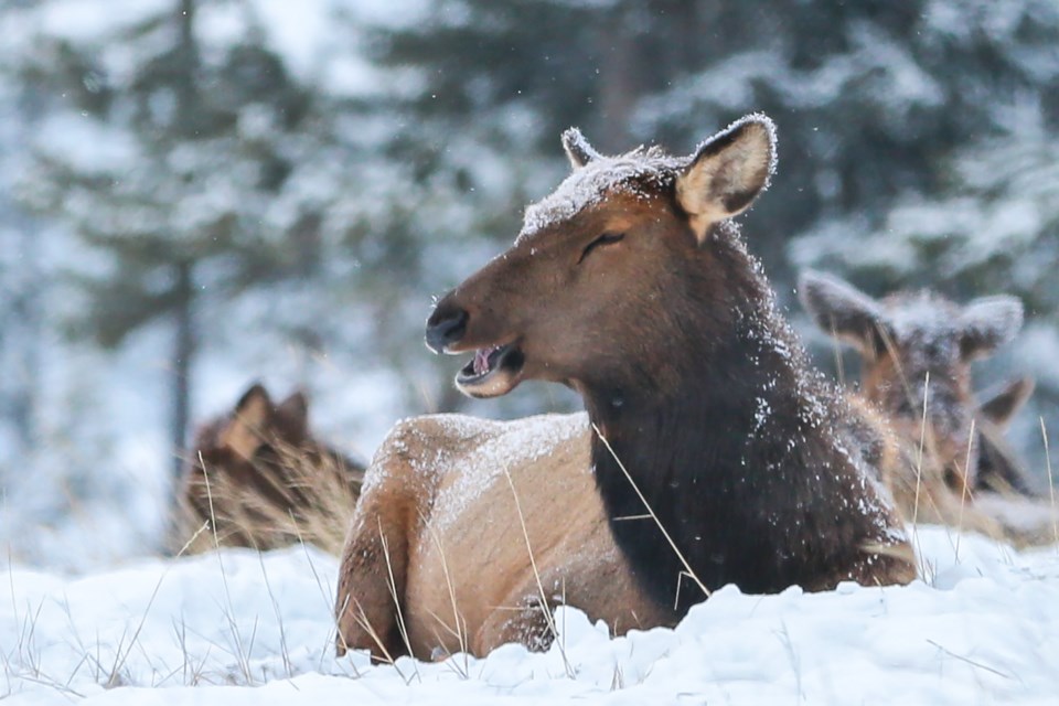 An elk flashes a smile in Benchalnds on Tuesday (Dec. 14). EVAN BUHLER RMO PHOTO