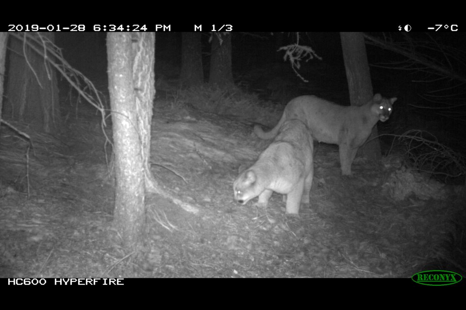 A pair of cougars return to a kill site on Jan. 28, 2019 in the area of Tunnel Mountain.

PARKS CANADA PHOTO