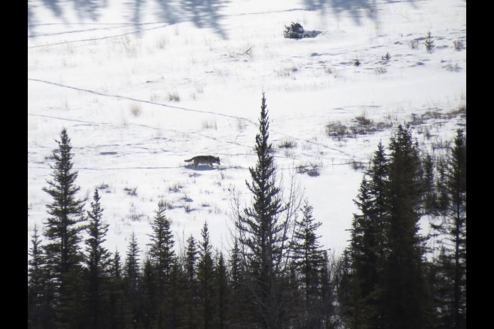 Wolf No. 1701 walks along Hoodoos Island on March 1, 2018.

PARKS CANADA PHOTO