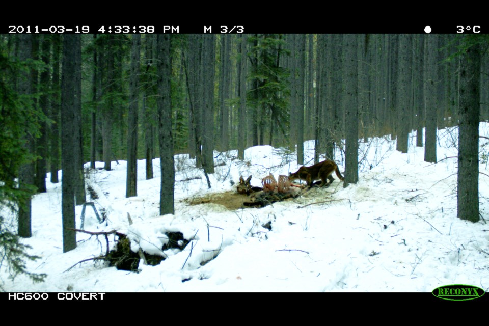 A scavenged carcass on March 19, 2011 in the Sulphur  Middle Springs Corridor.

PARKS CANADA PHOTO