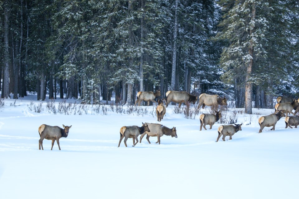 A heard of elk crosses the Bow River near Central Park in Banff on Tuesday (Jan. 18). EVAN BUHLER RMO PHOTO