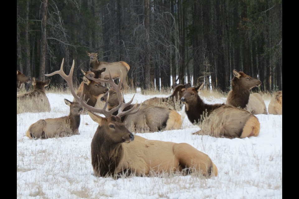 The Banff elk population was counted as part of the annual fall classification survey.

SARAH FASSINA PARKS CANADA PHOTO