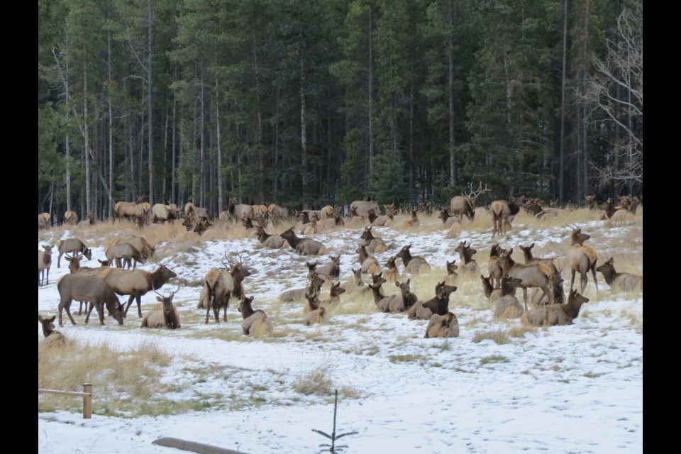 The Banff elk population was counted as part of the annual fall classification survey.

SARAH FASSINA PARKS CANADA PHOTO