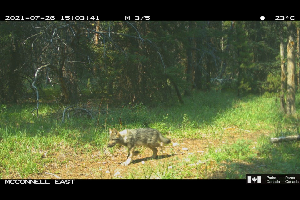 A wolf pup from the Red Deer pack in McConnell East on July 26, 2021.

PARKS CANADA PHOTO