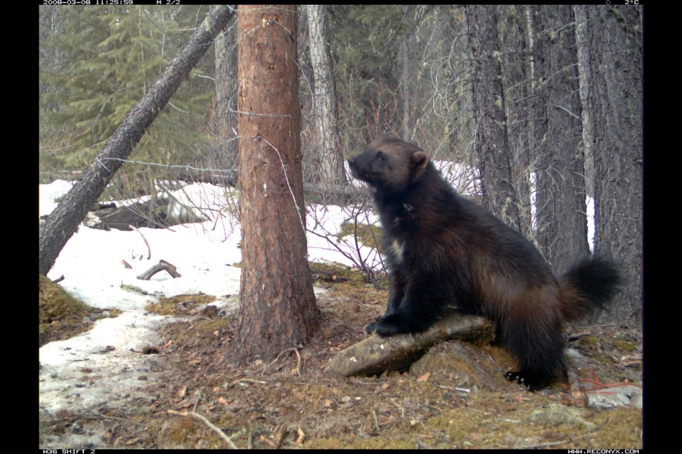 A study released last week suggests industrial disturbances along the eastern slopes of the Rockies are playing a role in the decline of wolverine numbers and distribution.

PHOTO COURTESY OF UNIVERSITY OF VICTORIA AND ALBERTA ENVIRONMENT AND PARKS