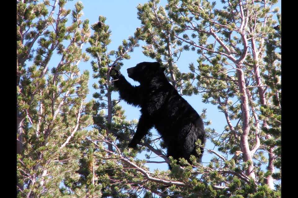 From bears to birds, many animals rely on the nutritious seeds of endangered whitebark pine trees as a critical food source. The photo here shows a white bark pine tree with a black bear at Yellowstone National Park.

PHOTO COURTESY OF CYNDI SMITH