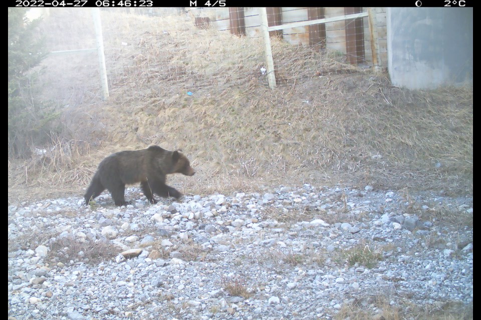 Alberta Environment and Parks has confirmed several bear sightings in the valley bottom around Canmore, including a female grizzly bear with two older cubs, a lone grizzly bear and a number of black bears.

PHOTO COURTESY OF ALBERTA ENVIRONMENT AND PARKS