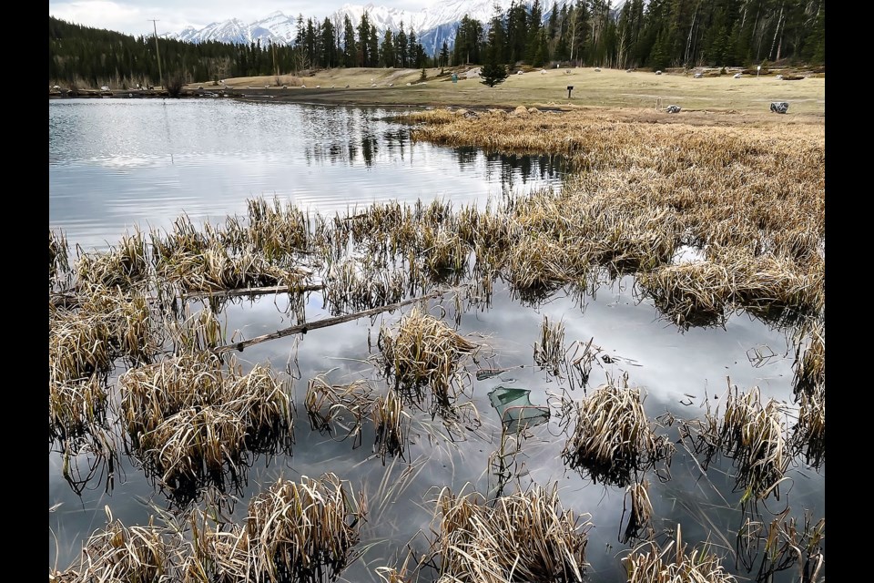 A section of Dog Pond – seen here – near Quarry Lake has been blocked off with a rope since 2016 to delineate an area where dogs are not allowed to go in order to protect breeding amphibians such salamanders, wood frogs, Columbia spotted frogs and boreal/western toads each spring.

PHOTO COURTESY OF ALBERTA ENVIRONMENT AND PARKS