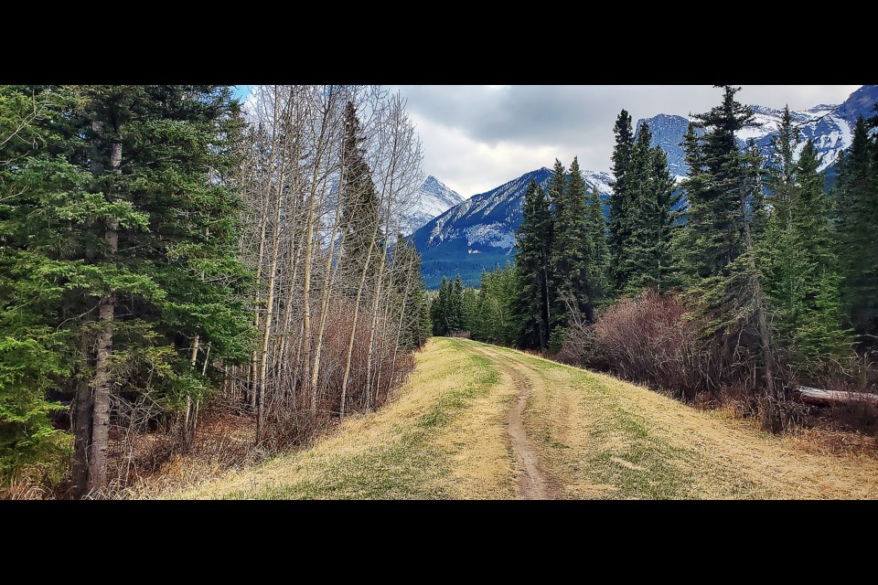 A look at the South Canmore lands that are proposed for development as 800 3rd Ave. The lands are outside the Town's growth boundary and are identified as a habitat patch.

GREG COLGAN RMO PHOTO