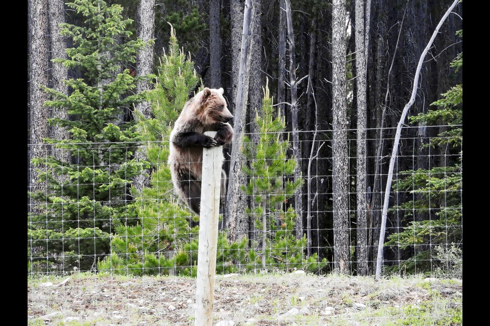 The five-year-old female grizzly – whose mother was grizzly bear No. 156 and was also killed on the highway in the B.C. national park in May last year – was struck in the early hours of Tuesday (June 7) near the Lake O'Hara turnoff in Yoho National Park.

PARKS CANADA PHOTO