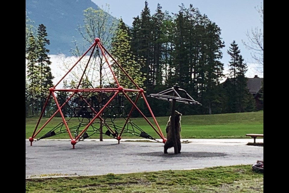A grizzly bear enjoys the playground equipment at the Our Lady of the Snows Catholic Academy playground Saturday (June 18).

SUBMITTED PHOTO
