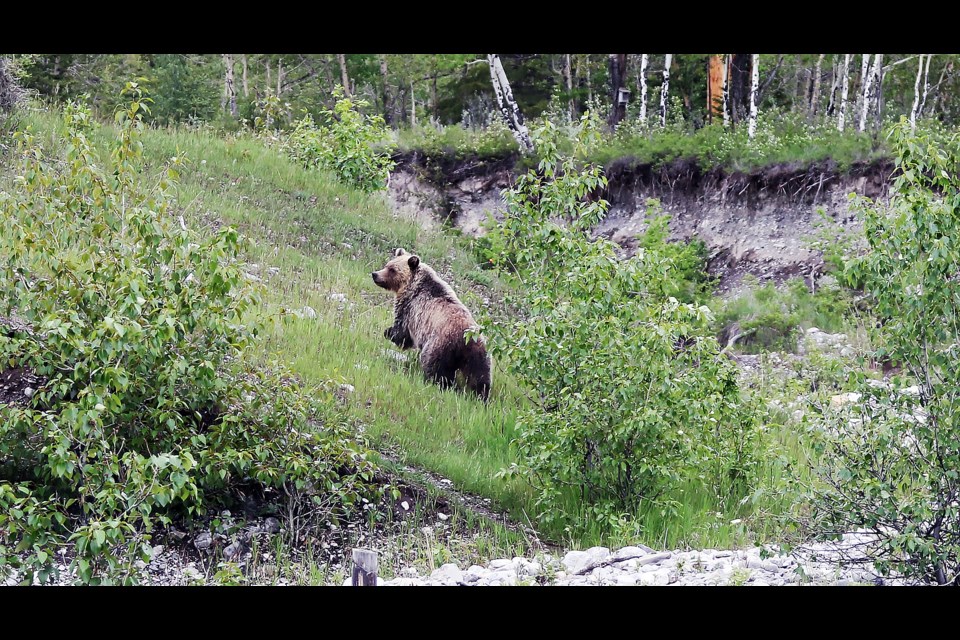 A grizzly bear takes off into the woods on Wednesday (June 15) in the Palliser area as Alberta Fish and Wildlife officers are attempting to trap it to avoid human-wildlife conflict or it getting near the Trans-Canada Highway.

GREG COLGAN RMO PHOTO