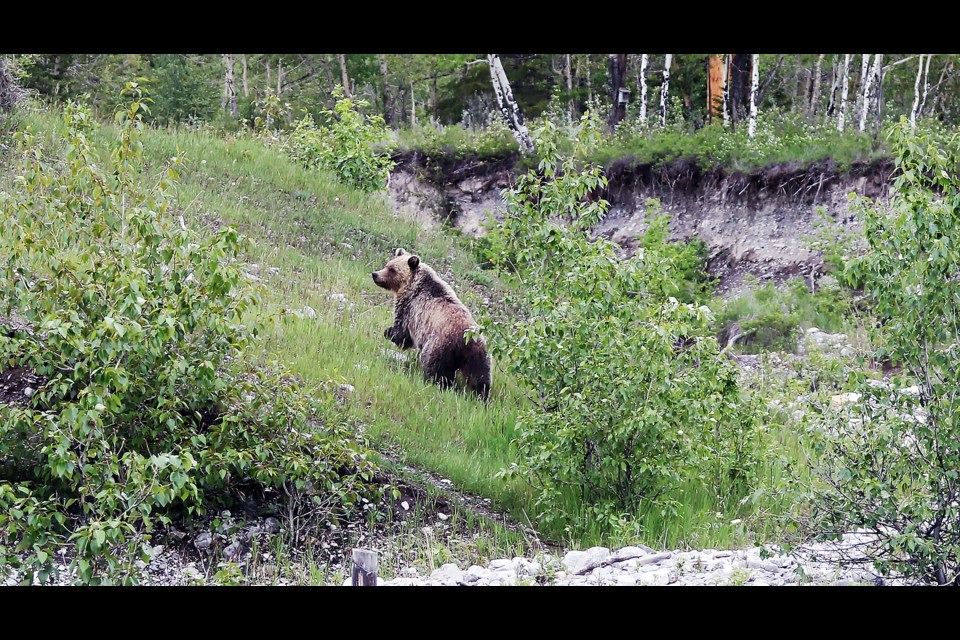 A grizzly bear takes off into the woods on Wednesday (June 15) in the Palliser area as Alberta Fish and Wildlife officers are attempting to trap it to avoid human-wildlife conflict or it getting near the Trans-Canada Highway.

GREG COLGAN RMO PHOTO