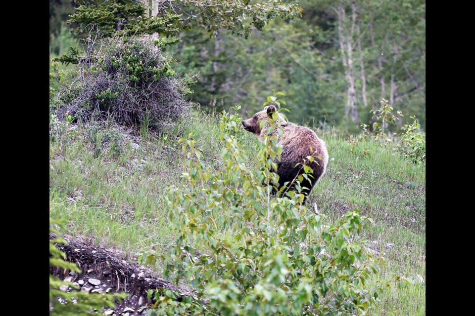 This grizzly bear, photographed near the Palliser area on June 15, has been relocated hundreds of kilometres away from Canmore.

GREG COLGAN RMO PHOTO