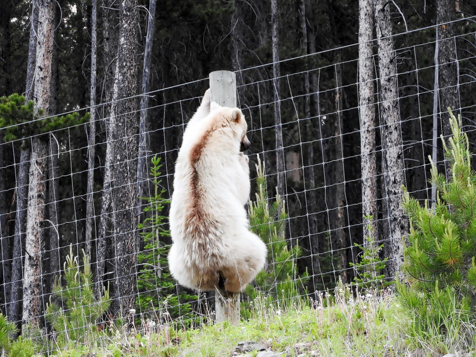 People can't stop in Yoho where rare white grizzly spotted - Athabasca ...