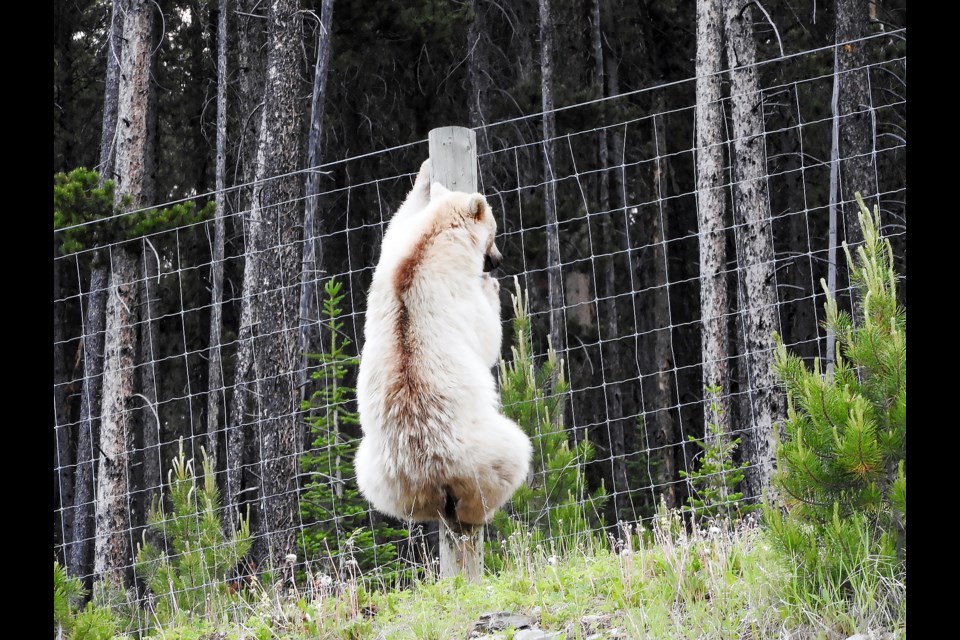  A rare white grizzly bear that draws hordes of visitors to the national parks.
PHOTO COURTESY OF PARKS CANADA