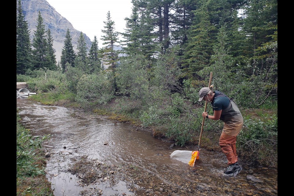 Megan Goudie, an aquatic ecologist with Parks Canada, performs a kicknet search for northern crayfish near Bow Lake.

PHOTO COURTESY OF PARKS CANADA