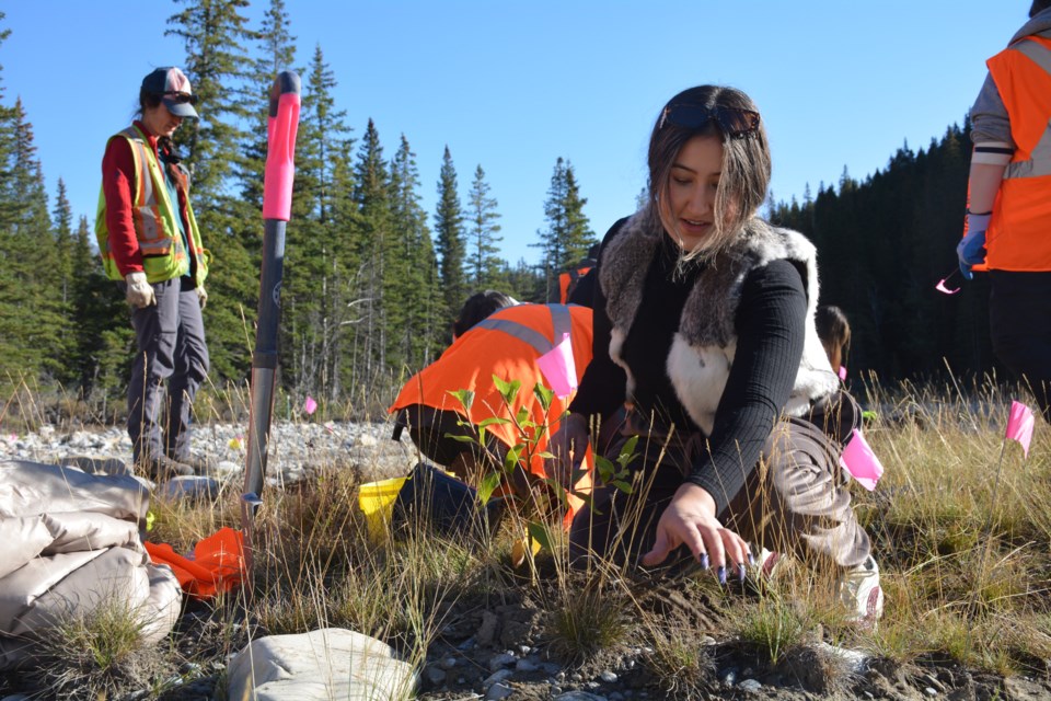 Sis'moqon, a Mi'kmaw woman from Eel River Bar First Nation in New Brunswick, helps to plant native species along the banks of Cascade Creek in Banff National Park as part of the Howl Experience's Rockies Exploration program Sept. 21 to 27. Photo Submitted/The Howl Experience