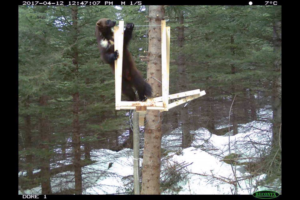 A wolverine at one of the hair snag stations for a multi-year wolverine research project in western Canada. The station uses bait to attract wolverines and is designed to take a hair sample and photo via remote camera of the wolverine's underside to determine its sex and identity via the unique fur pattern.

PHOTO COURTESY OF MIRJAM BARRUETO/WOLVERINEWATCH.ORG