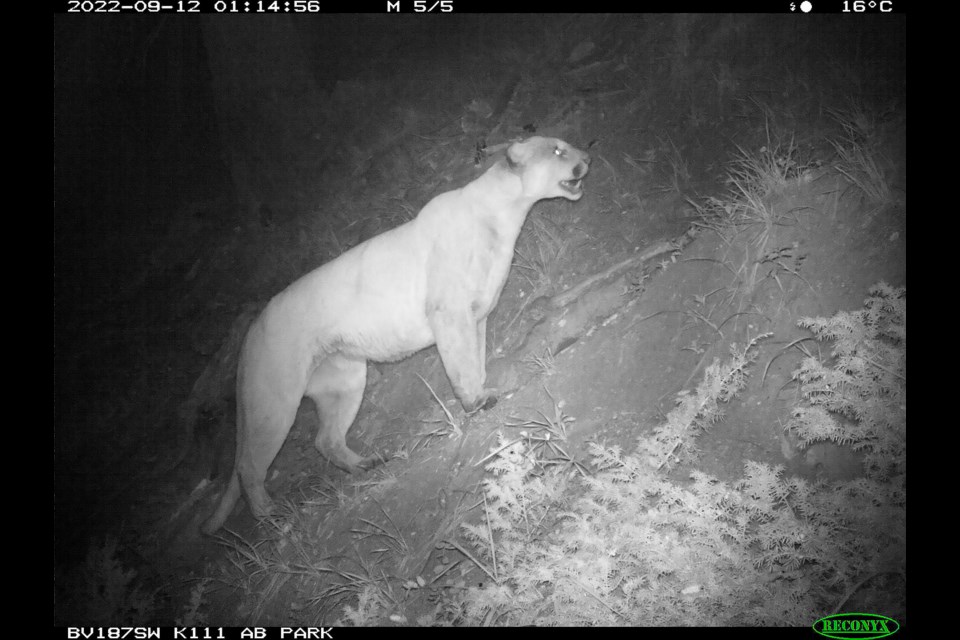 A photo of a cougar in September 2022 from an Alberta Parks trail camera.

PHOTO COURTESY OF ALBERTA PARKS