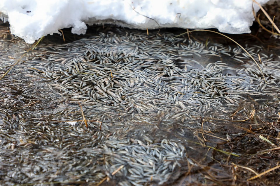 Thousands of dead and dying fish in Vermilion Lakes on Thursday (Jan. 12).

JUNGMIN HAM RMO PHOTO