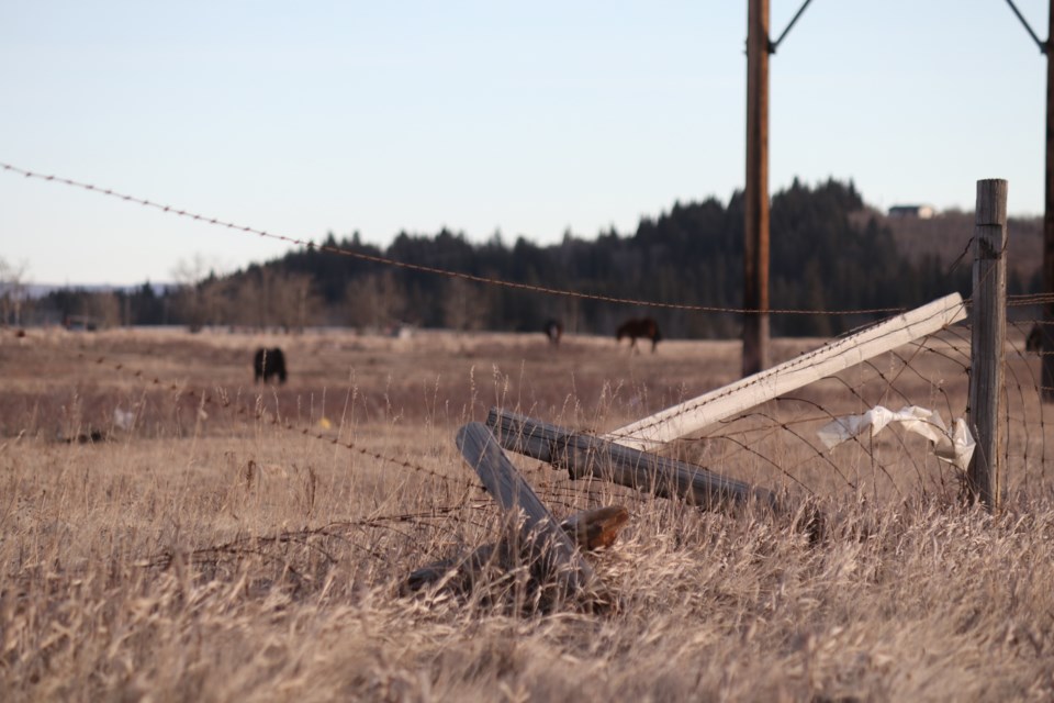 A section of fence running along Highway 1 westbound through Stoney Nakoda First Nation is partially downed, with horses nearby, on Wednesday (Jan. 18). Photo by Jessica Lee/Great West Media