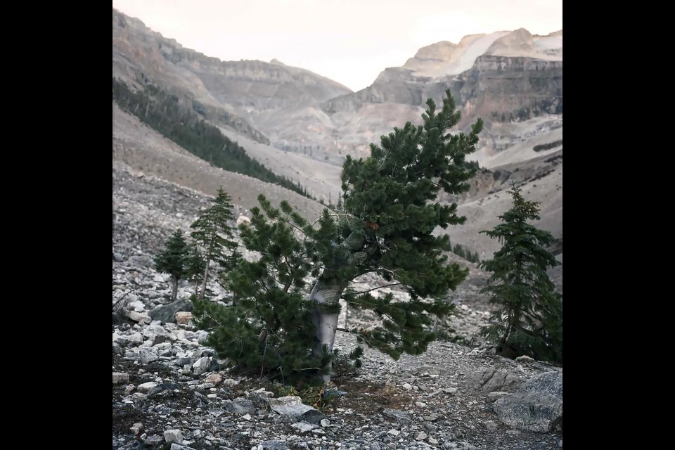 Whitebark Pine Suit, Canadian Rockies No. 3 is photographed by Sarah Fuller and will be on display as part of the Redesigning Paradise exhibition at the Whyte Museum of the Canadian Rockies opening Jan. 20. 

PHOTO BY SARAH FULLER