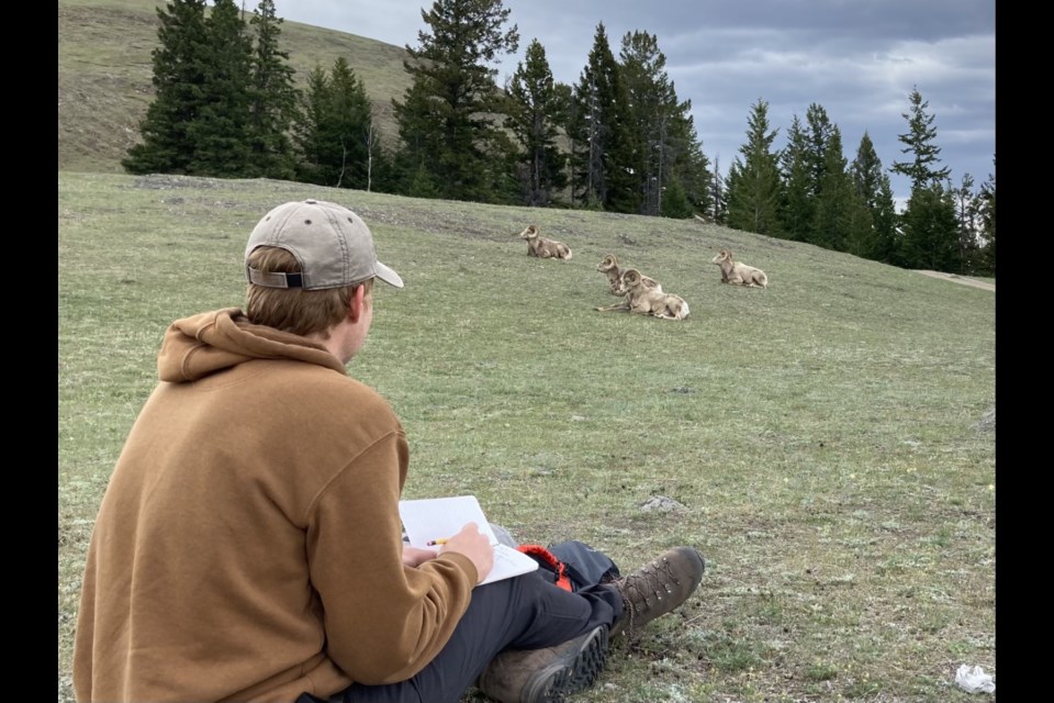 Samuel Deakin, a PhD candidate in the department of biological sciences at the University of Alberta, studies bighorn sheep at Ram Mountain, about 30 km east of the Rocky Mountains near Nordegg.

SUBMITTED PHOTO
