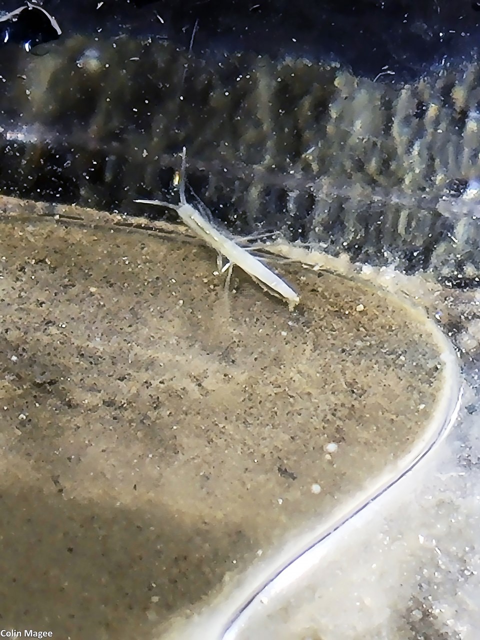 amphipod-stygobromus-canadensis-inside-castleguard-cave_feb-2022