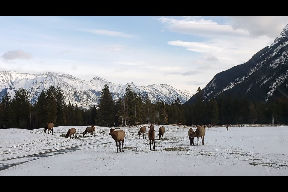 Banff's elk population is continuing to decline for the fifth year in a row, according to an annual survey completed by Parks Canada.

PHOTO COURTESY OF PARKS CANADA