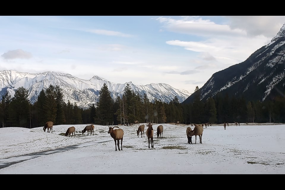 Banff's elk population is continuing to decline for the fifth year in a row, according to an annual survey completed by Parks Canada.

PHOTO COURTESY OF PARKS CANADA