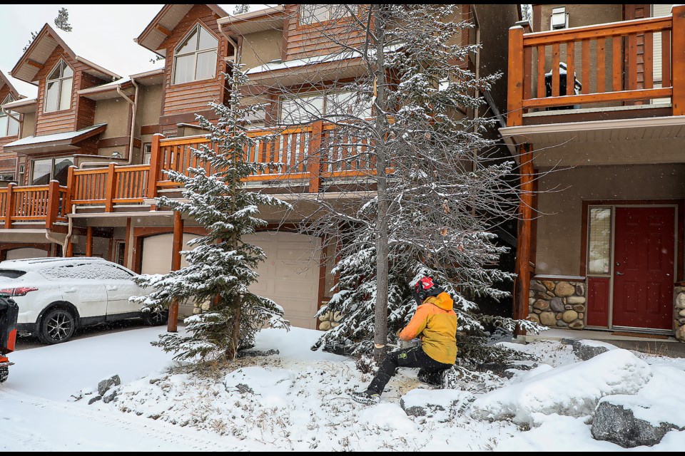 Alpine Precision Tree Services' Danny Finn removes a cherry tree at 300 Eagle Terrace in Canmore on Monday (March 27). JUNGMIN HAM RMO PHOTO 