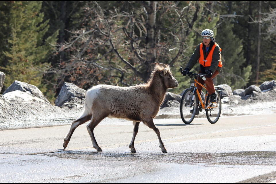 A bighorn sheep walks along Lake Minnewanka Scenic Drive in Banff National Park on Thursday (April 6). JUNGMIN HAM RMO PHOTO