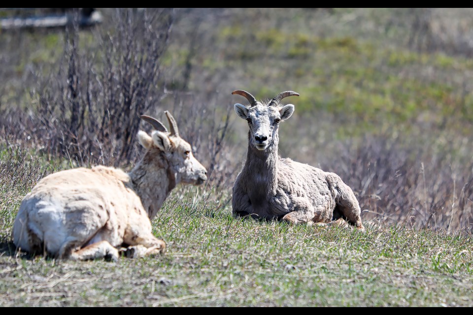A group of bighorn sheep enjoy a sunny spring day along Bow Valley Trail near Exshaw on Thursday (May 4). JUNGMIN HAM RMO PHOTO