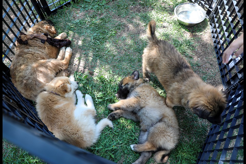 Heart Mountain Rescue hosted an adoption event at Rotary Friendship Park in Canmore on Saturday (May 20). JUNGMIN HAM RMO PHOTO