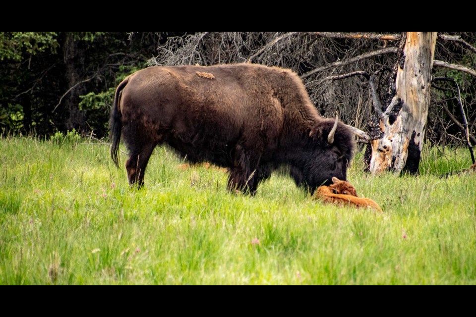 A bison and her calf in Banff's backcountry in spring 2023. PARKS CANADA PHOTO