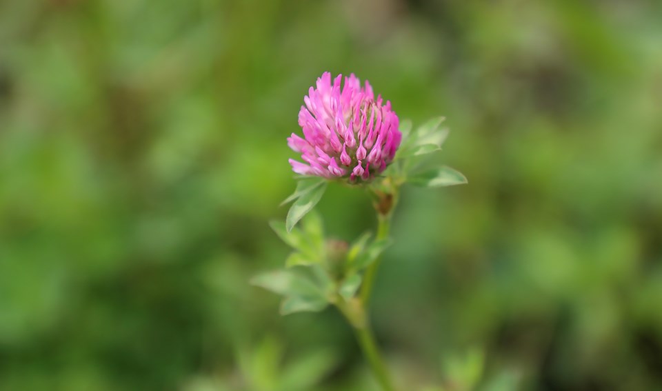 20230713-wild-medicinal-and-edible-plants-walks-jh-0012