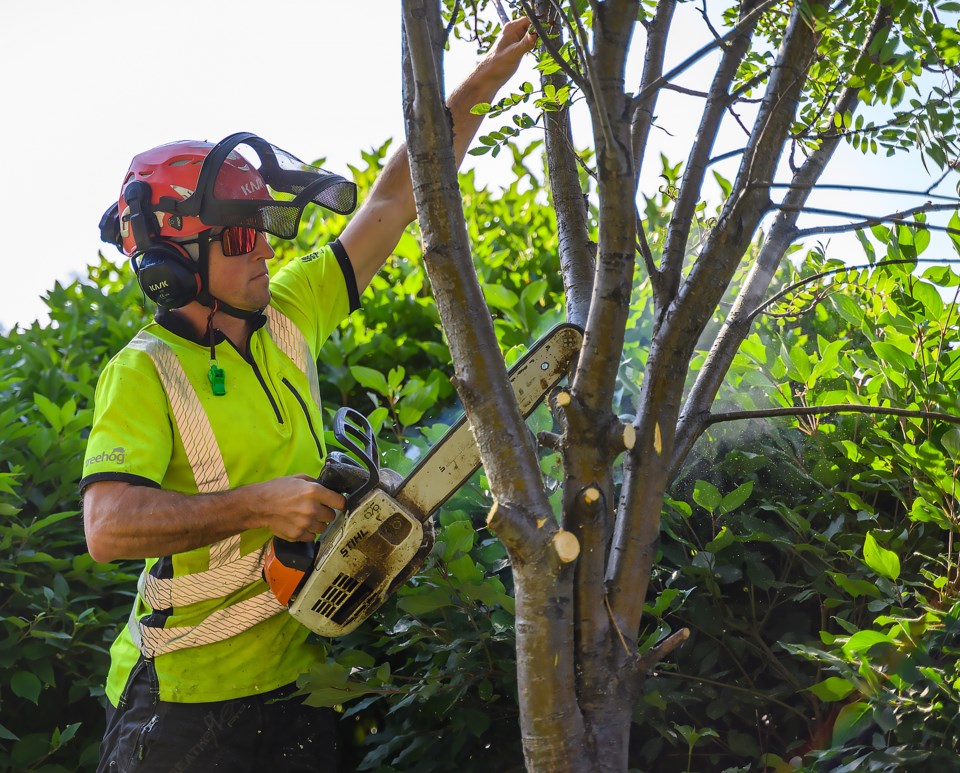 20230802-cutting-down-fruit-trees-mt-0280