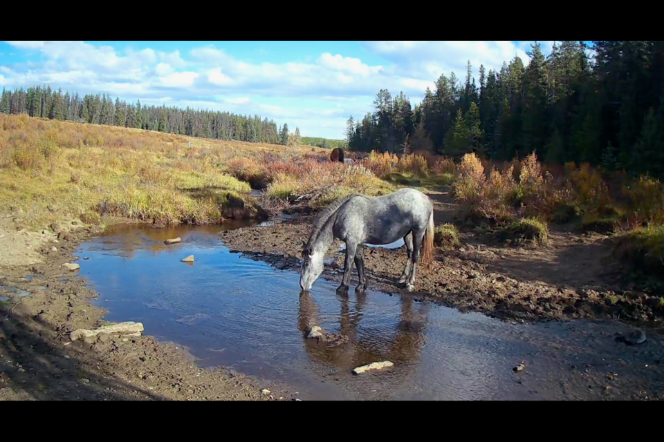 A wild horse drinks from Williams Creek, southwest of Sundre. 

PHOTO COURTESY OF HELPING ALBERTA WILDIES SOCIETY