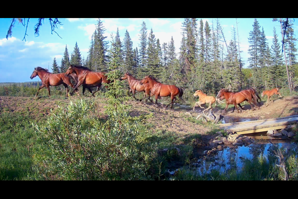A band of wild horses crosses Williams Creek, southwest of Sundre.

PHOTO COURTESY OF HELPING ALBERTA WILDIES SOCIETY